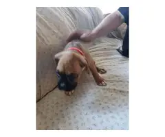4 male 3 female Boxer puppies for sale - 12
