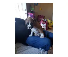 4 male 3 female Boxer puppies for sale - 13