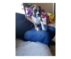4 male 3 female Boxer puppies for sale - 14