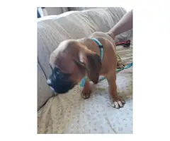 4 male 3 female Boxer puppies for sale - 15