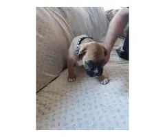 4 male 3 female Boxer puppies for sale - 16