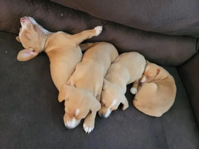 4 sweet Cheagle puppies needing new homes - 1/6