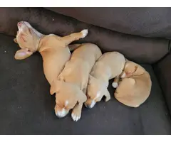 4 sweet Cheagle puppies needing new homes - 1