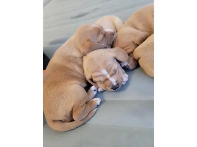 4 sweet Cheagle puppies needing new homes - 2/6