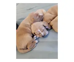 4 sweet Cheagle puppies needing new homes - 2