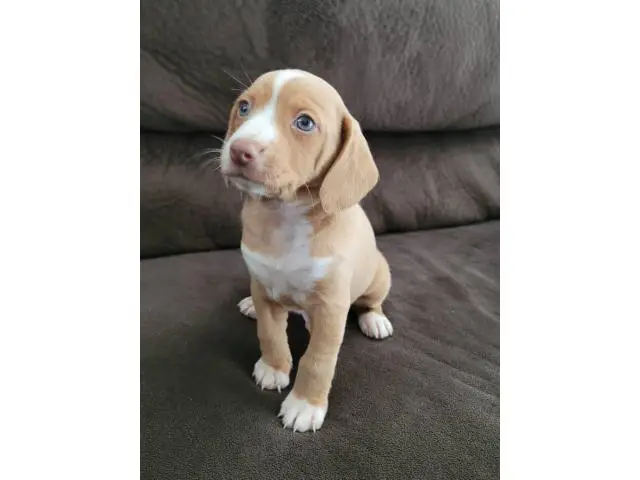 4 sweet Cheagle puppies needing new homes - 3/6