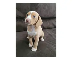 4 sweet Cheagle puppies needing new homes - 3