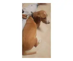 4 sweet Cheagle puppies needing new homes - 4