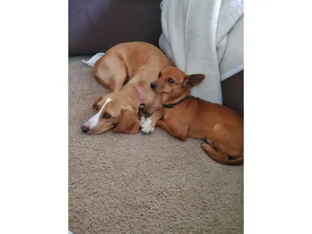 4 sweet Cheagle puppies needing new homes - 5/6