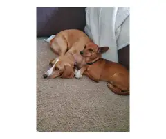 4 sweet Cheagle puppies needing new homes - 5
