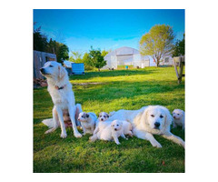 7 weeks old Great Pyrenese puppies