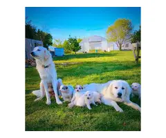 7 weeks old Great Pyrenese puppies
