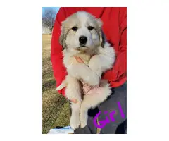 7 weeks old Great Pyrenese puppies - 4