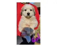 7 weeks old Great Pyrenese puppies - 5