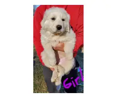 7 weeks old Great Pyrenese puppies - 6