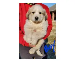 7 weeks old Great Pyrenese puppies - 7
