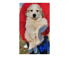 7 weeks old Great Pyrenese puppies - 8