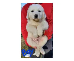 7 weeks old Great Pyrenese puppies - 9