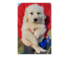7 weeks old Great Pyrenese puppies - 10