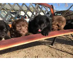 6 Maltipom puppies for sale - 2