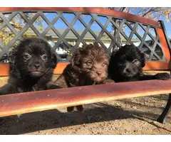 6 Maltipom puppies for sale - 3