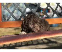 6 Maltipom puppies for sale - 4