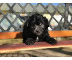 6 Maltipom puppies for sale - 5