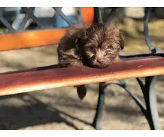 6 Maltipom puppies for sale - 6
