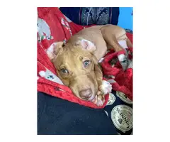 Female Labrabull Puppy looking for new home - 4