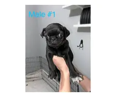 Beautiful 8 weeks old fullbreed Pug puppies available