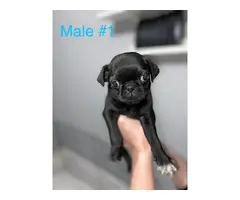 Beautiful 8 weeks old fullbreed Pug puppies available - 2