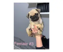 Beautiful 8 weeks old fullbreed Pug puppies available - 3
