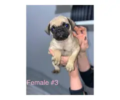 Beautiful 8 weeks old fullbreed Pug puppies available - 4
