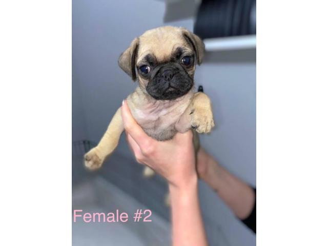 Beautiful 8 weeks old fullbreed Pug puppies available in Portland