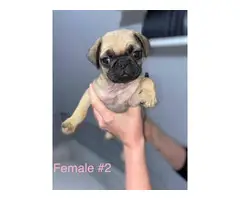 Beautiful 8 weeks old fullbreed Pug puppies available - 5