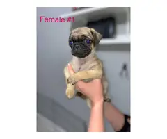 Beautiful 8 weeks old fullbreed Pug puppies available - 7