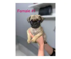 Beautiful 8 weeks old fullbreed Pug puppies available - 8