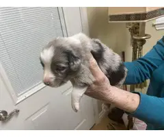 8 Mini Aussies looking for new homes