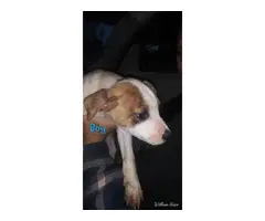 8 boy and 2 girl Pit puppies for adoption - 4