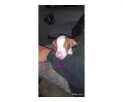 8 boy and 2 girl Pit puppies for adoption - 6