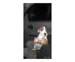 8 boy and 2 girl Pit puppies for adoption - 7