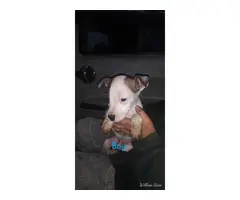 8 boy and 2 girl Pit puppies for adoption - 8