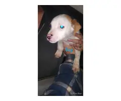 8 boy and 2 girl Pit puppies for adoption - 9