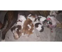 8 boy and 2 girl Pit puppies for adoption - 11