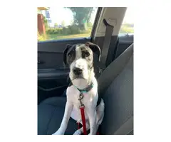 Male English pointer puppy for sale