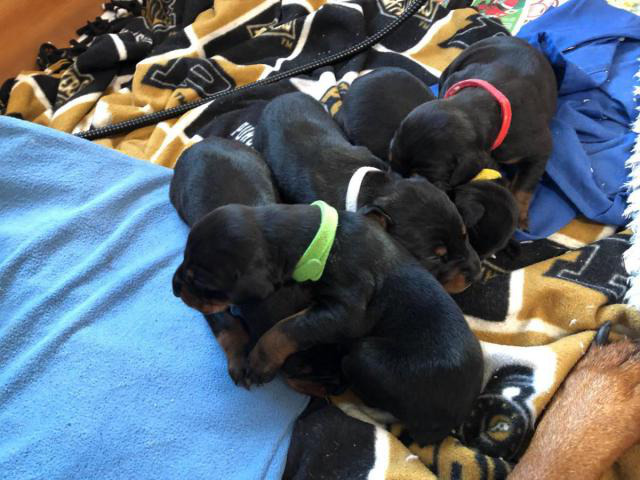 Litter of Purebred AKC registered Doberman puppies Crown Point ...