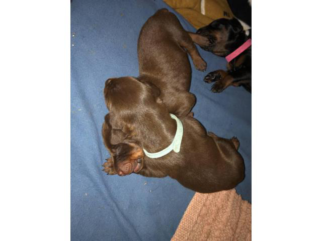 Litter of Purebred AKC registered Doberman puppies in Crown Point