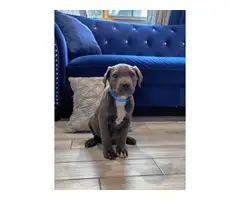 10 weeks old Gray and Brindle Cane Corso Puppies - 2
