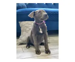 10 weeks old Gray and Brindle Cane Corso Puppies - 4