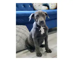 10 weeks old Gray and Brindle Cane Corso Puppies - 5